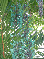 Flor de jade, uma planta trazida da Ásia. Fotos do evento Flores de jade e clerodendros. Foto numero 3809119992. Fotografia da Pousada Pe na Areia, que fica em Boicucanga, próximo a Maresias, Litoral Norte de Sao Paulo (SP).