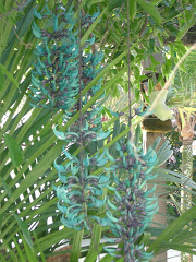 Flor de jade, uma planta trazida da Ásia. Fotos do evento Flores de jade e clerodendros. Foto numero 3808304183. Fotografia da Pousada Pe na Areia, que fica em Boicucanga, próximo a Maresias, Litoral Norte de Sao Paulo (SP).